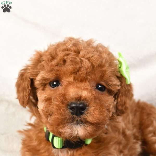 Nash, Toy Poodle Puppy